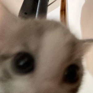 Meet your Posher, Audrey